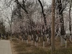 -桃花堤公园