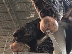 -清迈夜间动物园