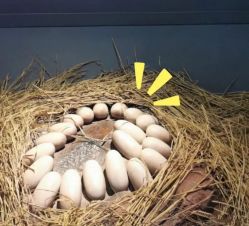 -恐龙探索乐园(磁器口店)