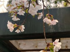 -高东镇樱花园
