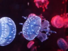 -烟台海昌鲸鲨海洋公园