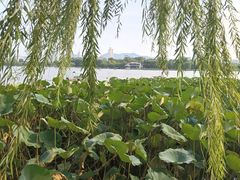 -济南大明湖景区