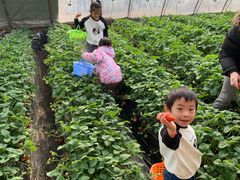 -大自然农场蔬菜草莓采摘园