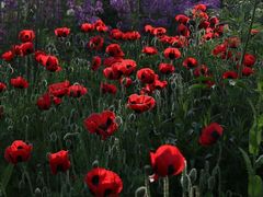 -万达广场(泰安泰山店)