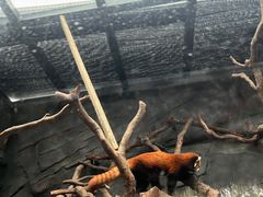 -武汉动物园