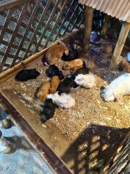 -酷嗒动物文化乐园(cutezoo西溪乐天城店)