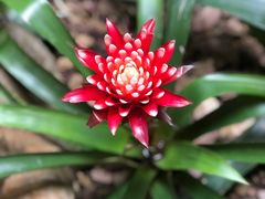 -中国科学院华南植物园