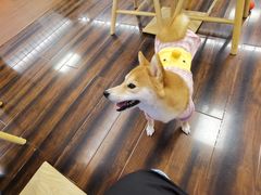 -豆柴町-柴犬主题狗咖(红鼎国际C座店)