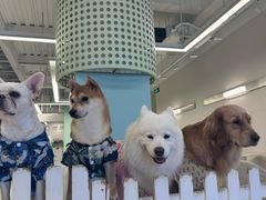 -怪兽屋·羊驼·猫咖·狗咖(俊华广场店)