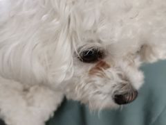 -宠爱国际动物医院· 猫科· 外科·中兽医(长白店)