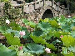 -无锡蠡湖国家湿地公园-蠡园