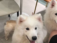 -安格丽娜·狗咖·猫咖羊驼咖(春熙路百盛商场店)