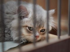 -山宅一喵德文卷毛猫舍