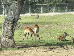 -西安秦岭野生动物园