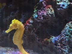-暹罗海洋世界