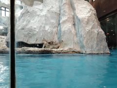 -帝企鹅自助餐厅•儿童岛•真企鹅(长隆企鹅酒店)