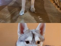 -Husky Go! 哈士奇体验馆·宠物咖啡厅狗咖