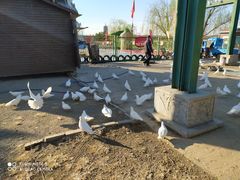 -永定河休闲森林公园