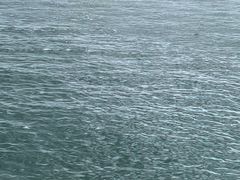 -Cupping Room(Harbour City)