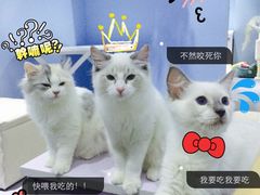喵的天空-喵的天空名猫咖啡馆·撸猫·猫舍·用品