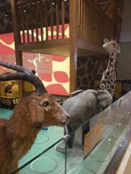 -鲁比猴非洲探索部落(喜盈门店)