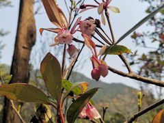 -梧桐山风景名胜区