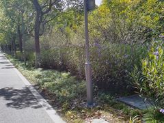 -昆山城市生态森林公园