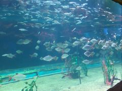 -芜湖新华联大白鲸海洋公园