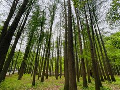 -上海共青森林公园