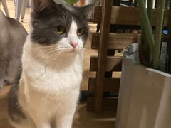 -Cappucimeow猫咪咖啡馆(韦伯时代店)