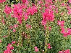 -紫颐香薰山谷景区