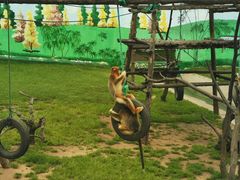 -西霞口神雕山野生动物世界