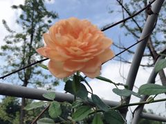 -都江堰玫瑰花溪谷