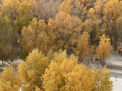 -金塔沙漠胡杨林景区