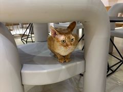 -藏猫猫咖啡主题馆(中央大道店)