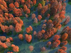 -池杉湖湿地公园