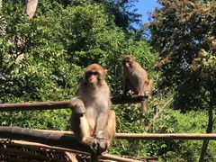 -西双版纳原始森林公园