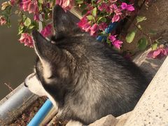 -more than meow吴止猫主题餐厅(承德 中船汇店)