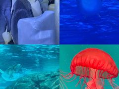 -海合安成都极地海洋公园