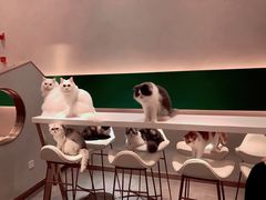 -飞行喵MR PILOT|猫舍·猫咖(静安大融城店)
