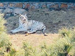 -西霞口神雕山野生动物世界