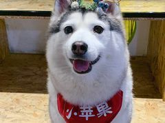 -Husky Go! 哈士奇体验馆·宠物咖啡厅狗咖