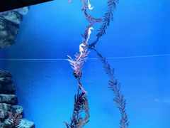 -上海海洋水族馆