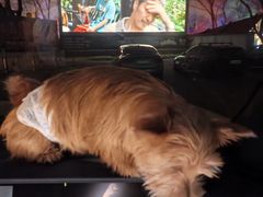 -枫花园汽车电影院(朝阳公园店)