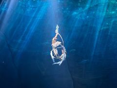 -重庆国际马戏城