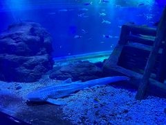 -江和美海洋公园