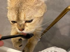 -飞行喵MR PILOT|猫舍·猫咖(静安大融城店)