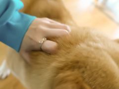 -柴犬小屋·柴餐厅·狗咖食堂(金鼎广场店)