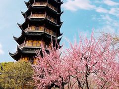 -红梅公园