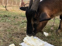 -安德鲁户外烧烤帐篷营地(马泉营店)